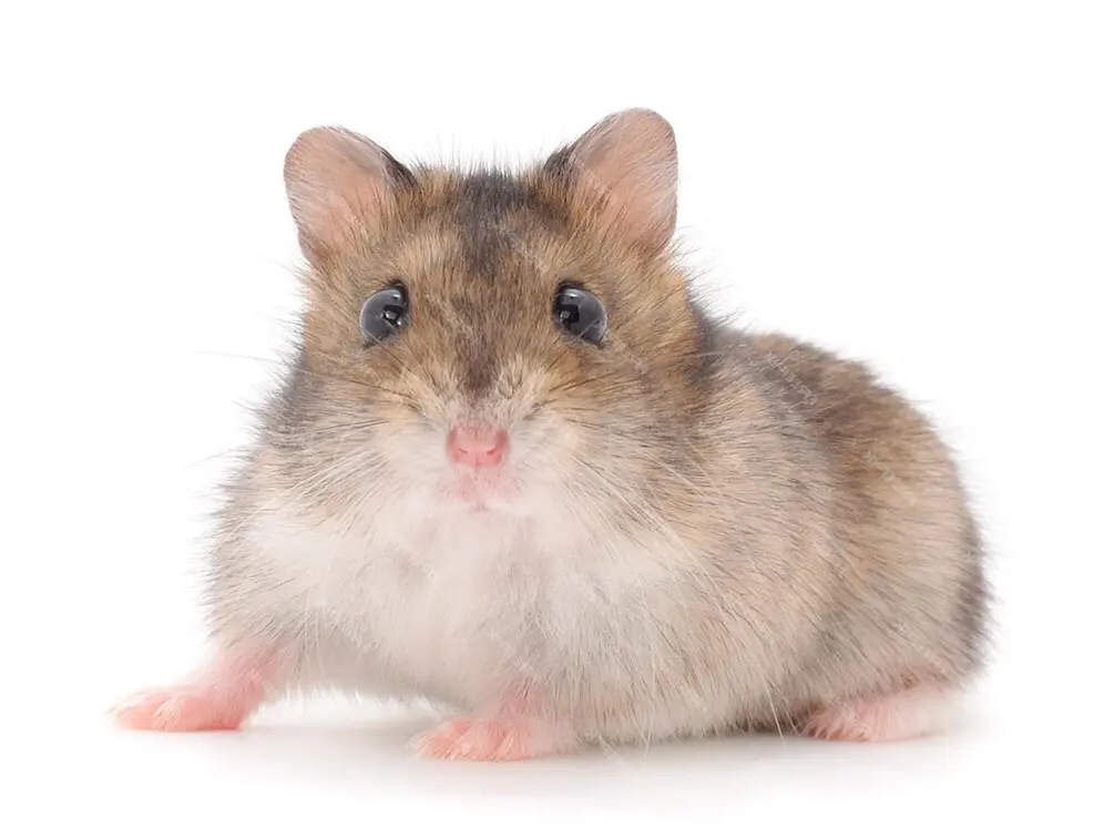 hamster